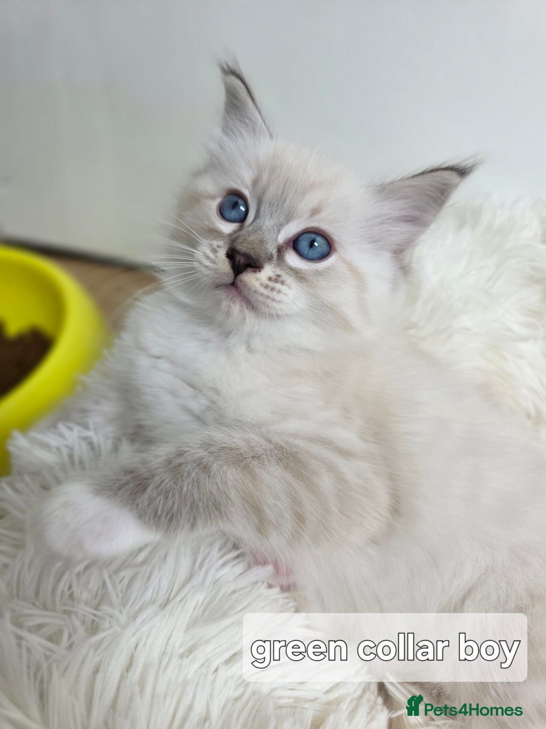 Ragdoll cats for sale: Stunning Ragdolls kittens  - Image 2
