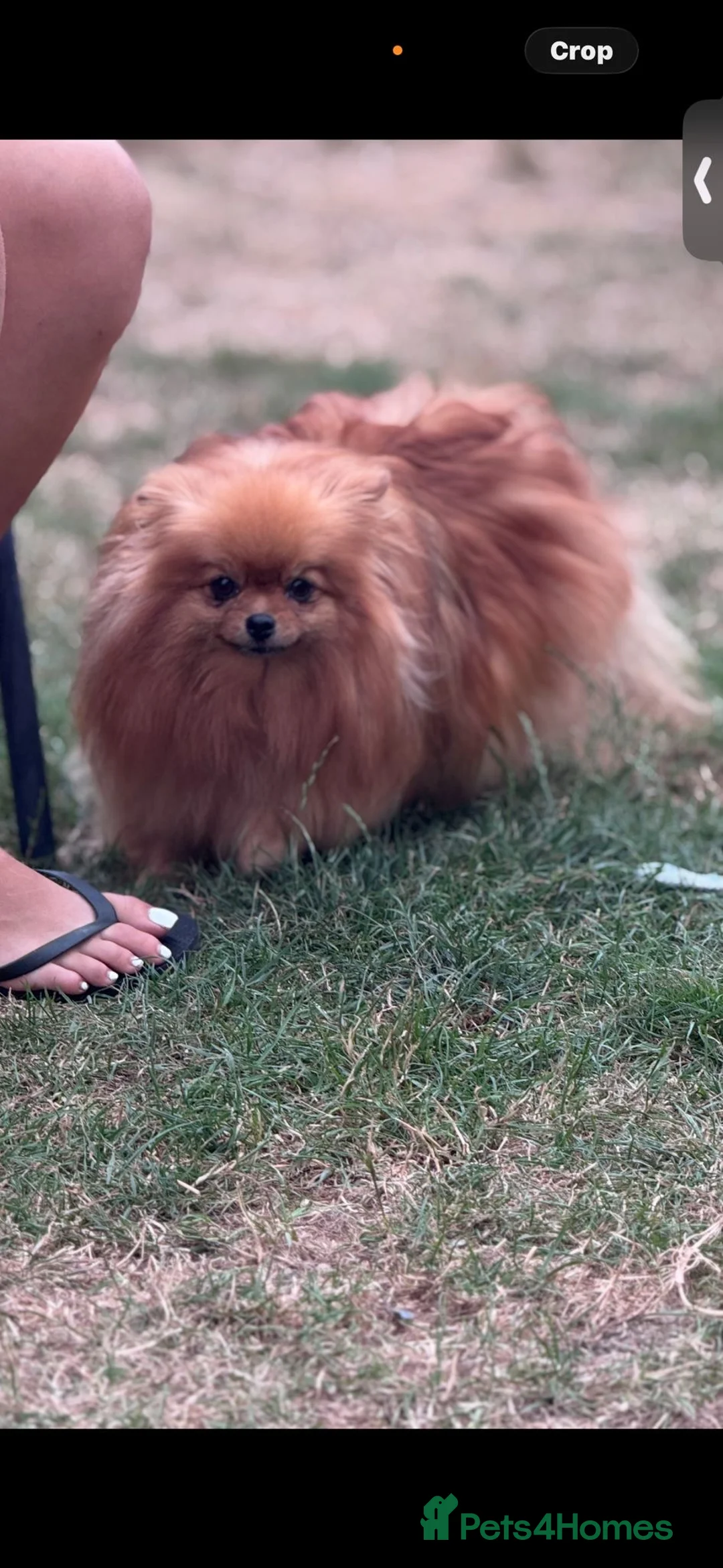 Pomeranian dogs for sale: Pomeranian’s  - Advert 2