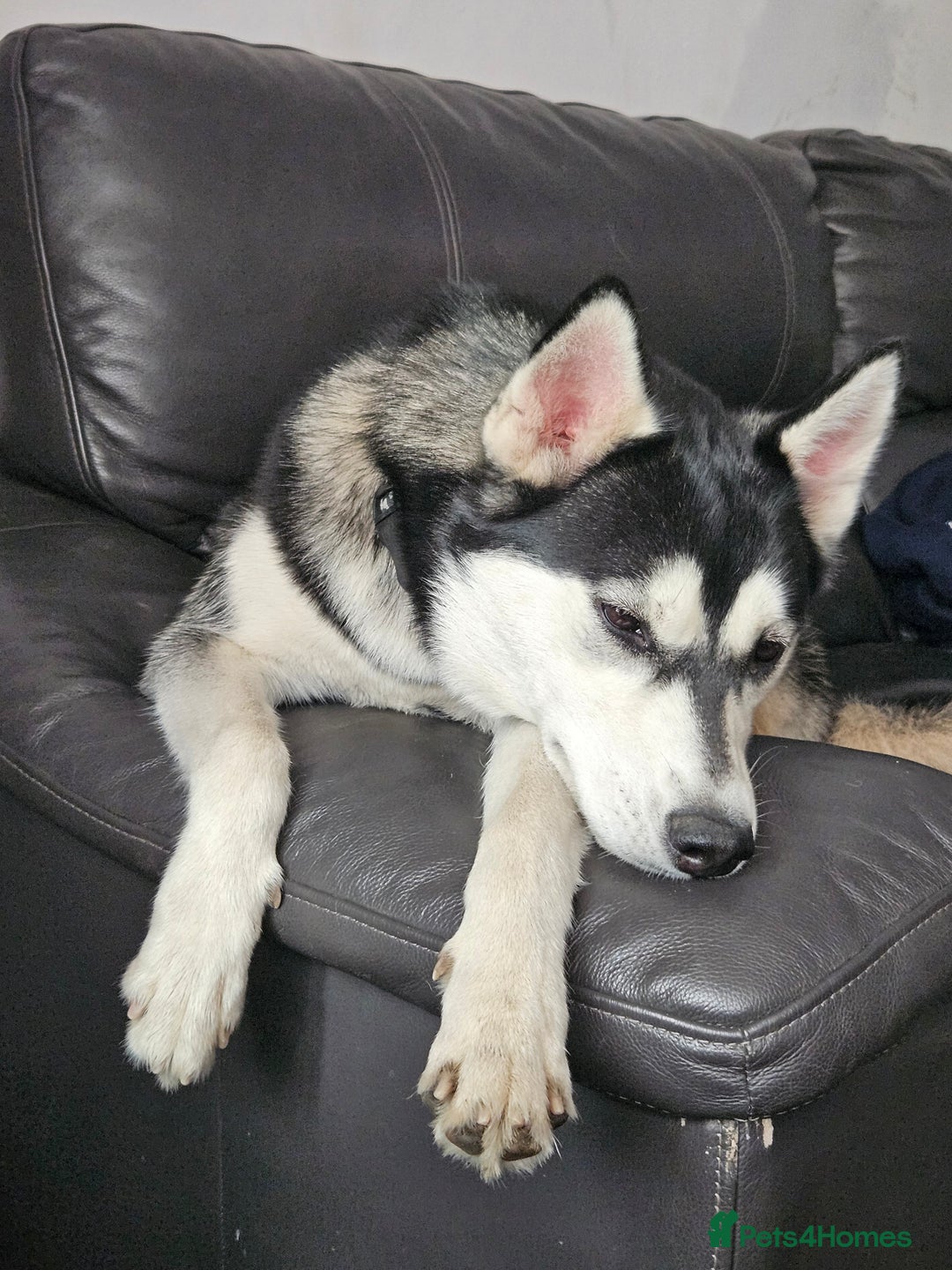 Siberian Husky dogs for sale: Siberian husky  - Advert 6