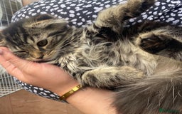 Scottish Fold cats for sale: beautiful Scottish Fold×Nebelung Kittens in Liverpool - Image 12