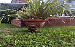 Chihuahua dogs for sale: ** Absolutely stunning tiny Chihuahuas ** - Image 6
