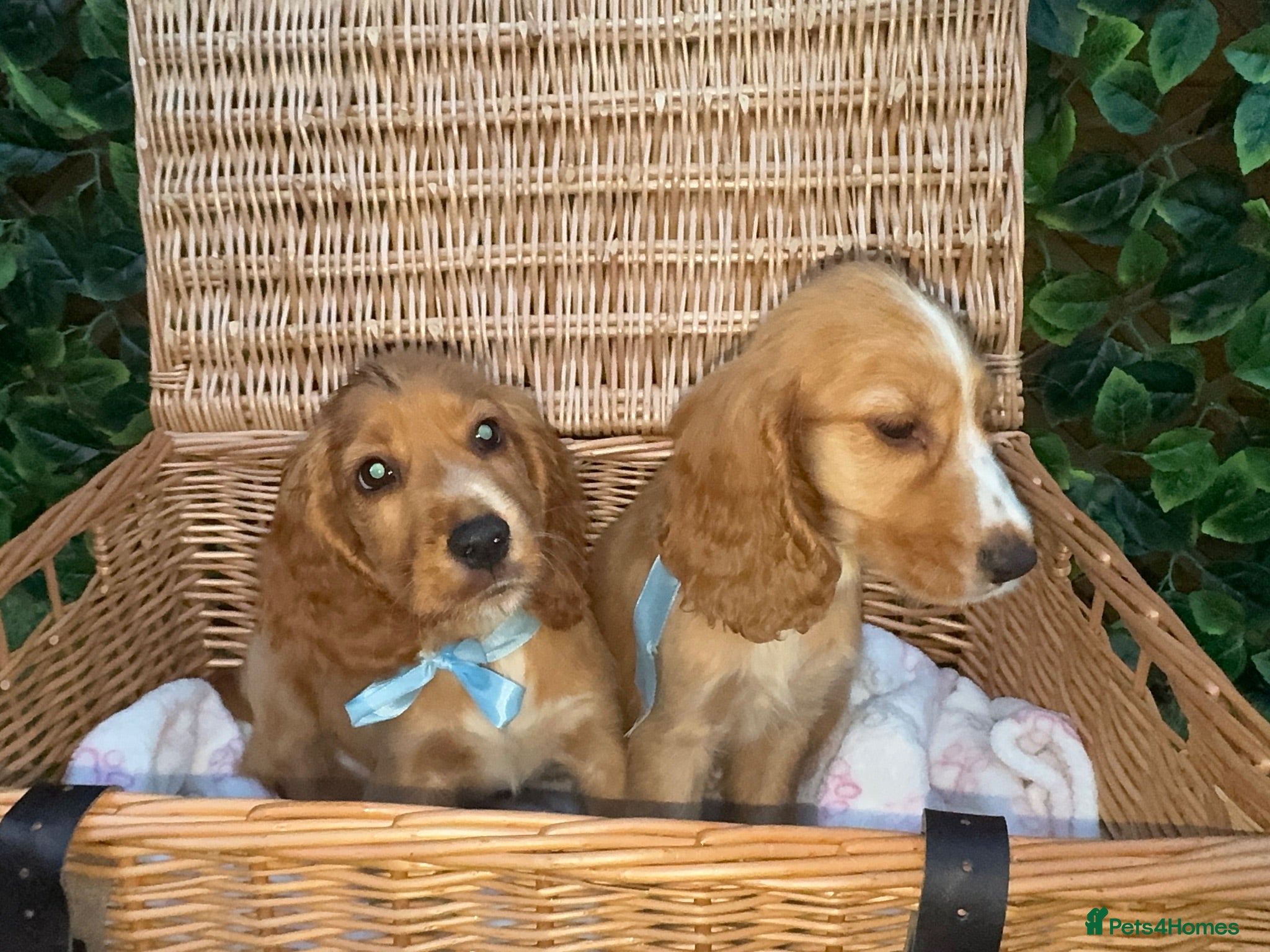 Cocker Spaniel dogs 1 boy Beautiful show type cocker puppy’s  - Advert 1