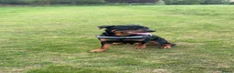 Rottweiler dogs for sale: Rottweiler puppies, only 2 girls left! Ready now  - Advert 10