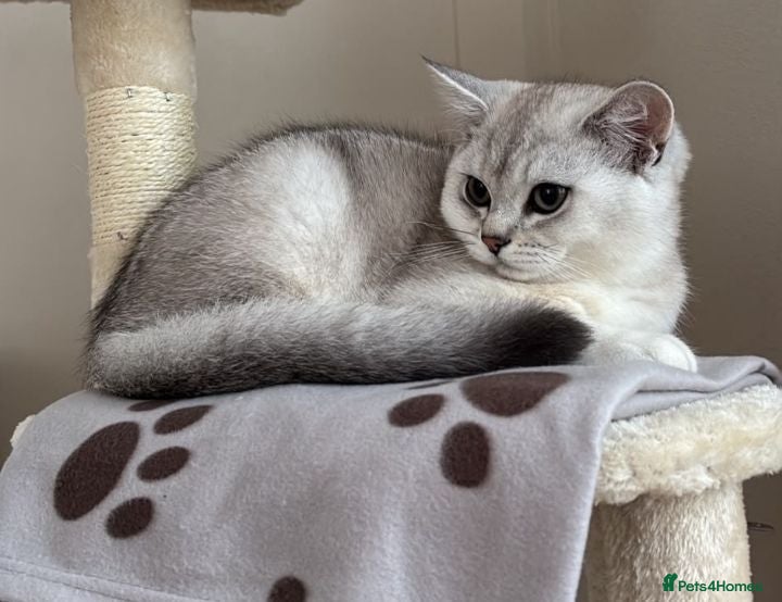 British Shorthair cats Silver & Golden British Shorthair Kittens  - Advert 9