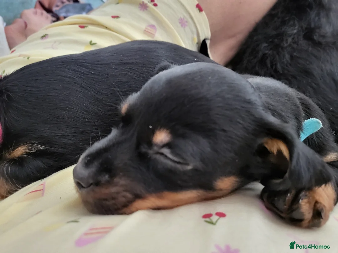Mixed Breed dogs for sale: Miniature Dauschund/Dorkie pups - Advert 25