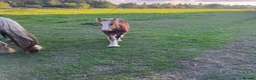 Miniature horses for sale: mini cob boys - Advert 12
