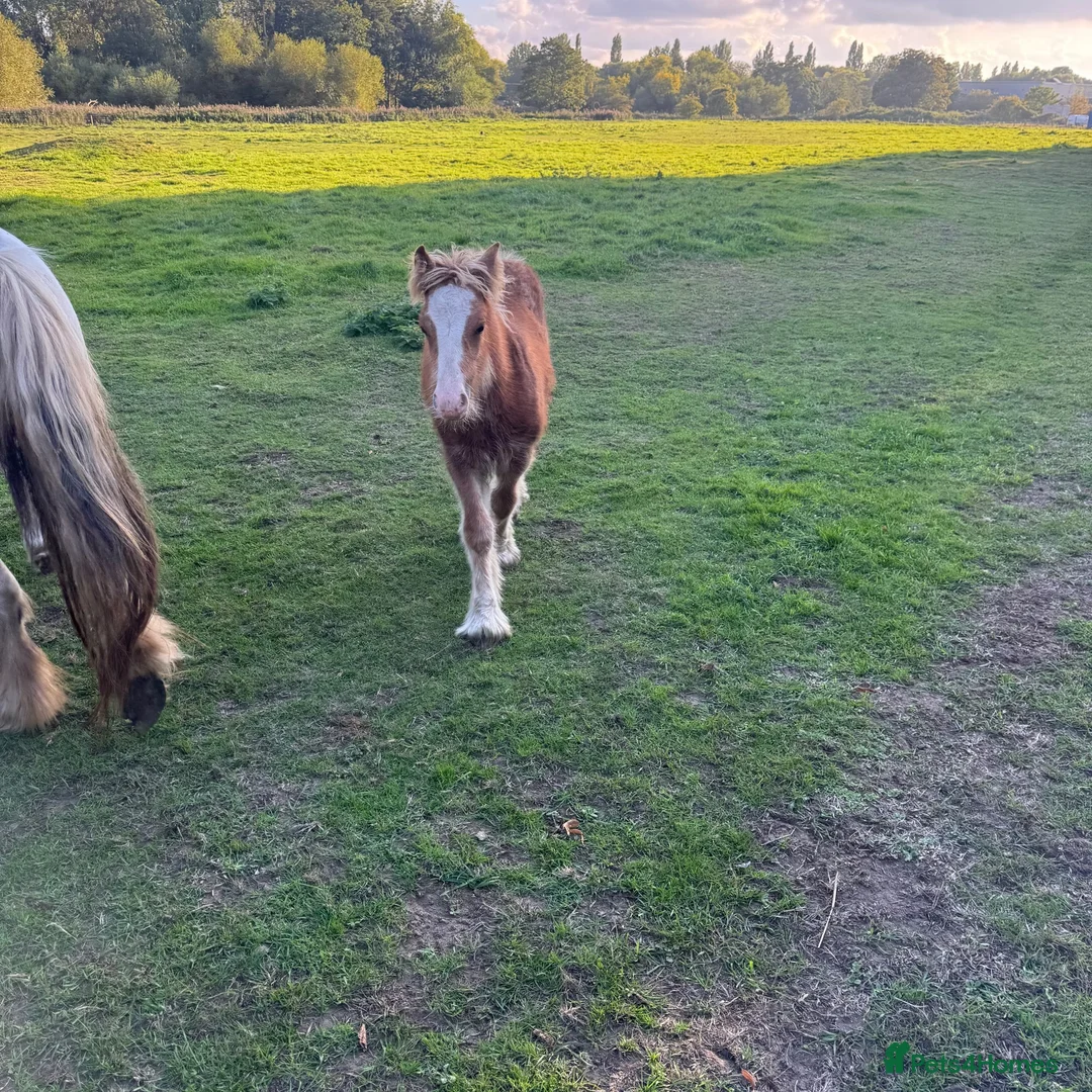 Miniature horses for sale: mini cob boys - Advert 12