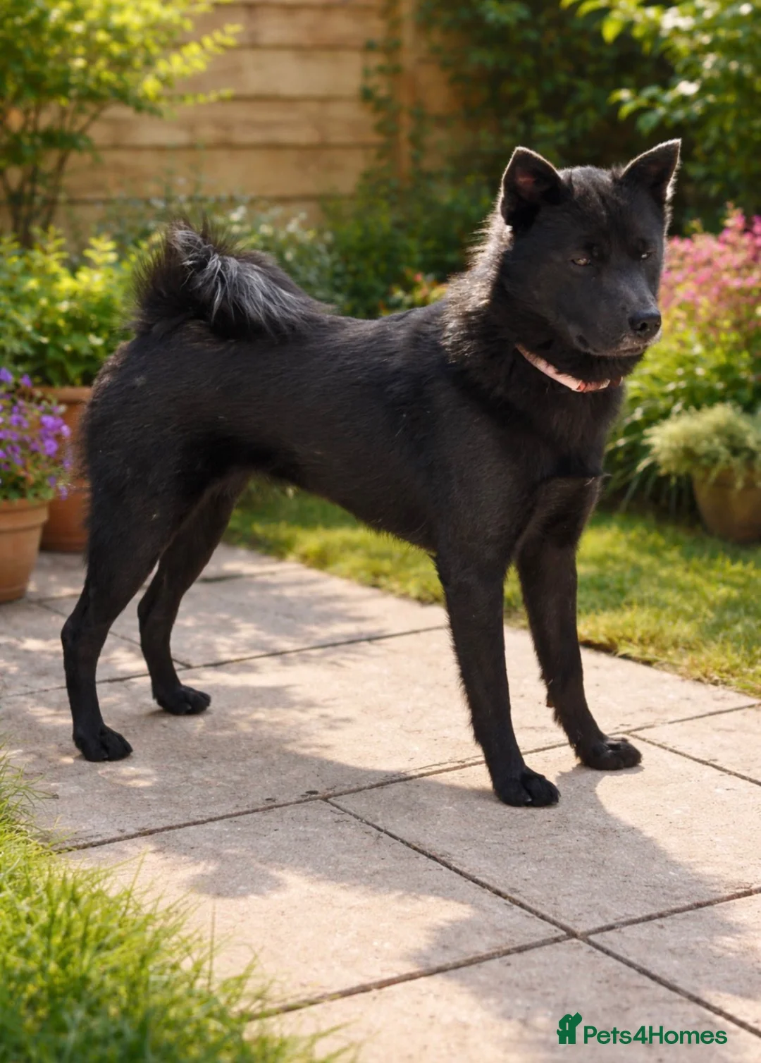 Pomsky dogs for sale: Pomsky’s For Sale - Advert 3