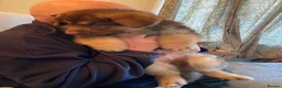 German Shepherd dogs for sale: German shepherd Isabella  in Ashford - Advert 3