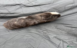 Guinea Pig rodents for sale: 2 male guinea pigs & House  - Image 6