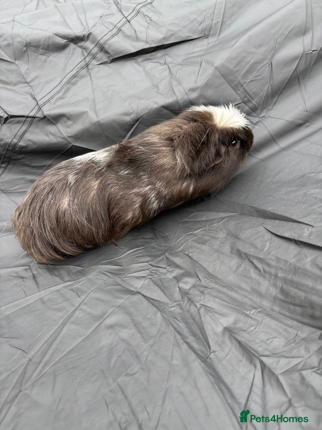 Guinea Pig rodents for sale: 2 male guinea pigs & House  - Image 6