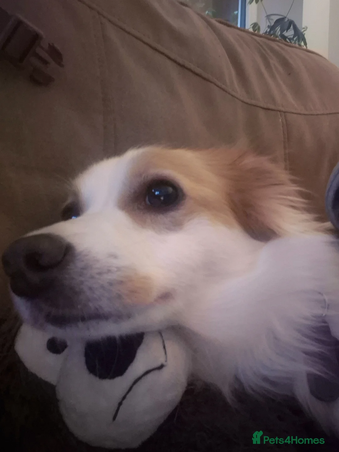 Mixed Breed dogs for adoption: SARA! - Advert 2