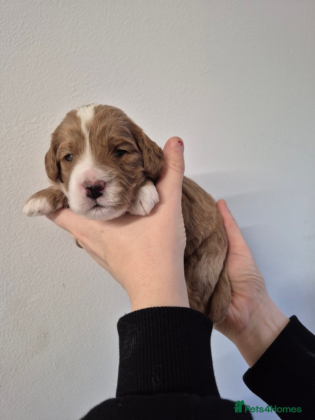 Cockapoo dogs for sale: F1B cockapoo puppies  - Advert 13