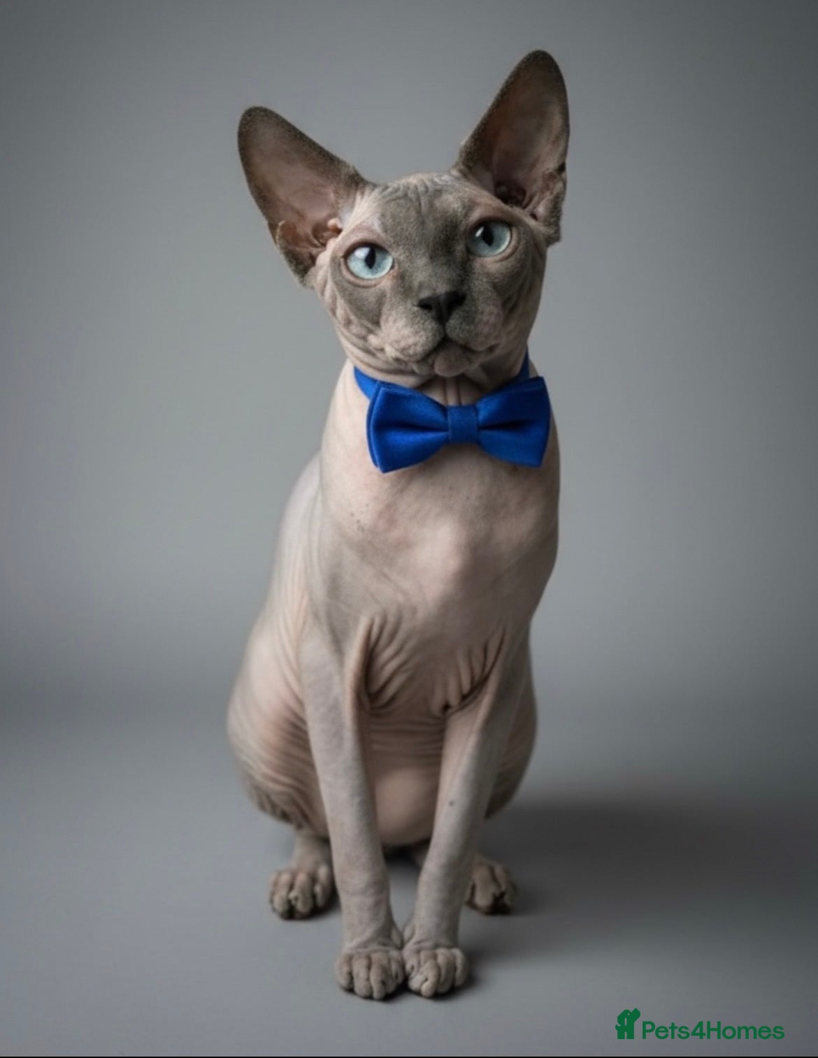 Sphynx cats TICA Active - European Champion Bloodlines - Advert 20
