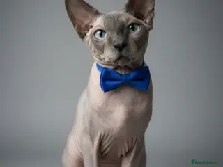 Sphynx cats TICA Active - European Champion Bloodlines - Advert 20