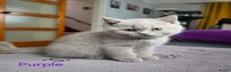 British Shorthair cats for sale: GCCF British Shorthair kittens in Southampton - Advert 20