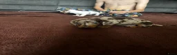 Miniature Dachshund dogs for sale: Tiny Miniature Dachshunds for sale!!!  - Advert 10