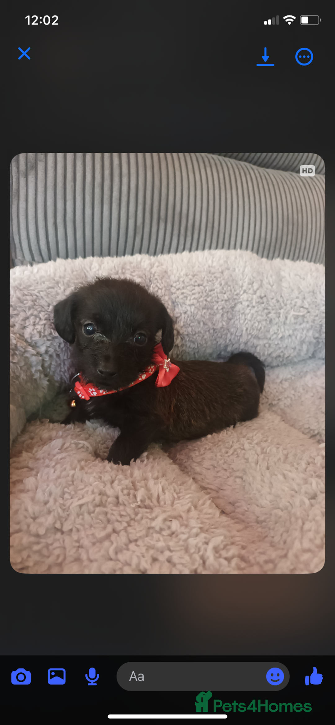 Mixed Breed dogs for sale: Dachshund x Chiwawa  - Image 12