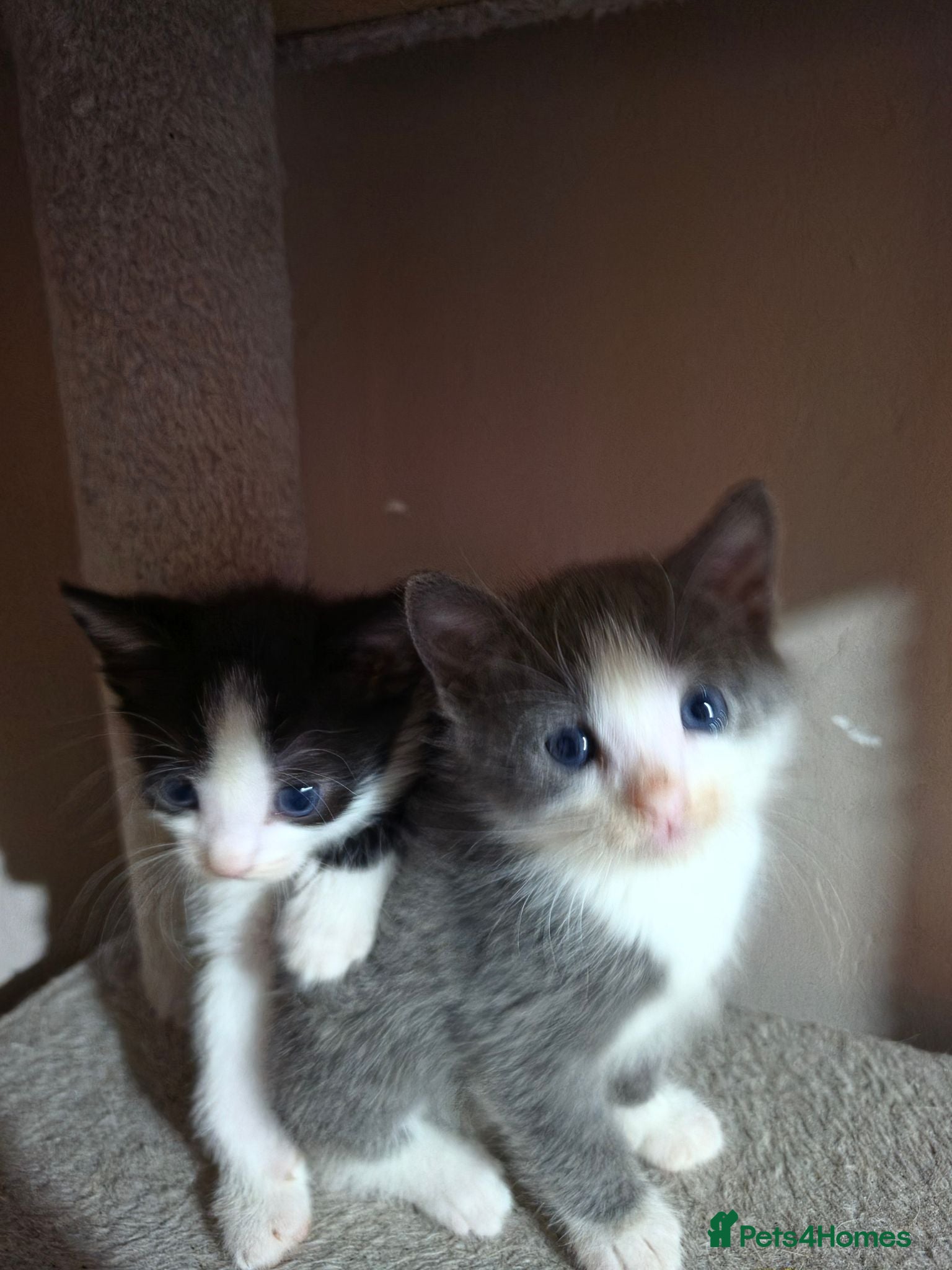 Mixed Breed cats • 4 Lovely Kittens – Looking For Loving Families - Advert 2