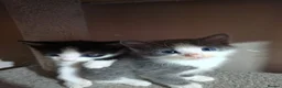 Mixed Breed cats for sale: • 4 Lovely Kittens – Looking For Loving Families - Advert 2