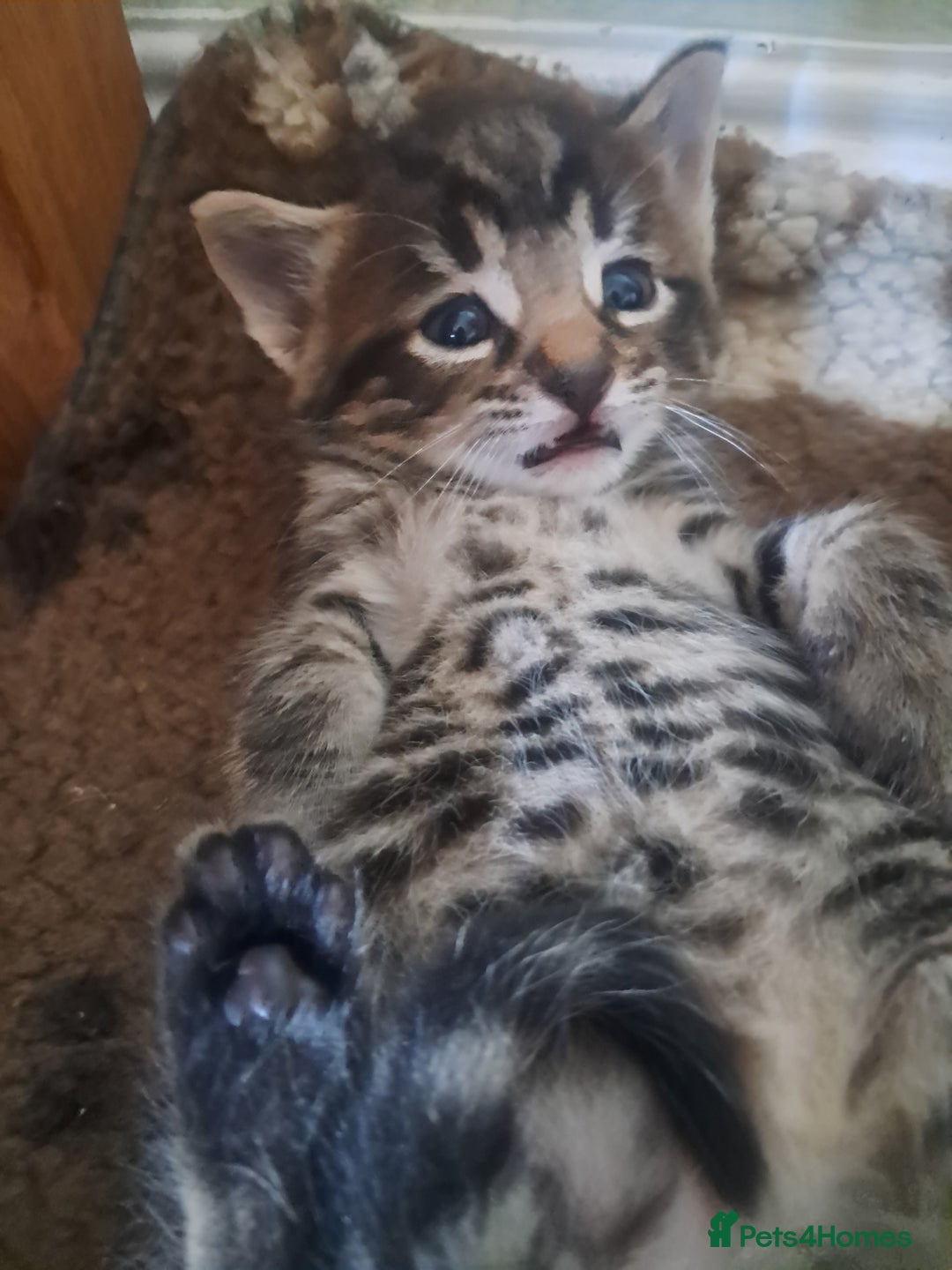 Mixed Breed cats for sale: 2 BEAUTIFUL BOY KITTENS AVAILABLE  - Image 22