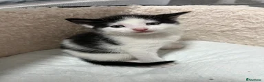 Turkish Angora Kitten 3