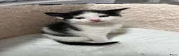 Turkish Angora cats for sale: White girl and black&white boy - Advert 2