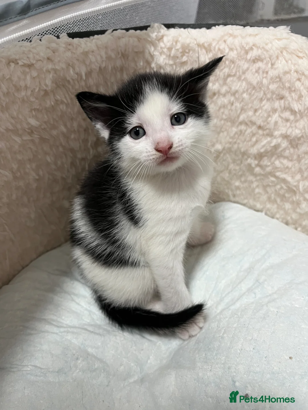 Turkish Angora cats for sale: White girl and black&white boy - Advert 2