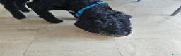 Cockapoo dogs for sale: Male cockapoo - Advert 6