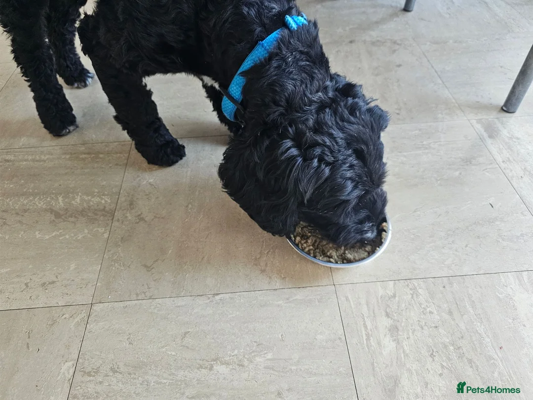 Cockapoo dogs for sale: Male cockapoo - Advert 6