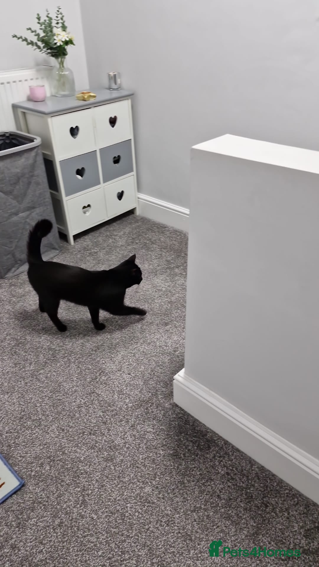 Mixed Breed cats for sale: Black cat  - Advert 3