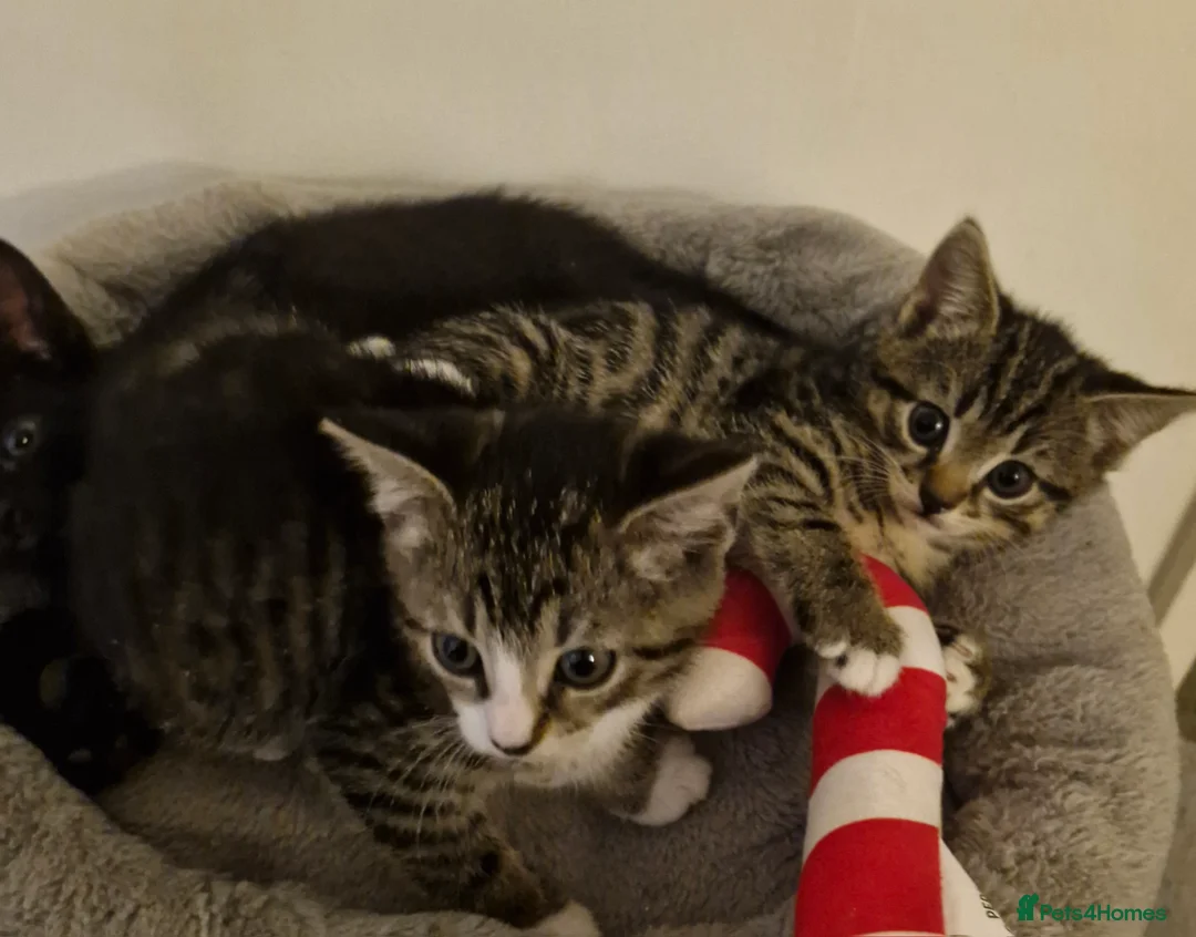 Domestic Shorthair cats for sale: 3 kittens  - Advert 1