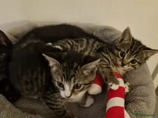 Domestic Shorthair cats 3 kittens - Advert 1