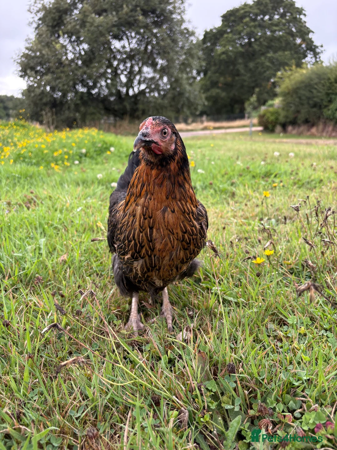 Chickens poultry for sale: True Burford Brown Hens - Advert 2