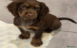 Cocker Spaniel dogs for sale: Working cocker spaniels puppies kc reg - Image 25