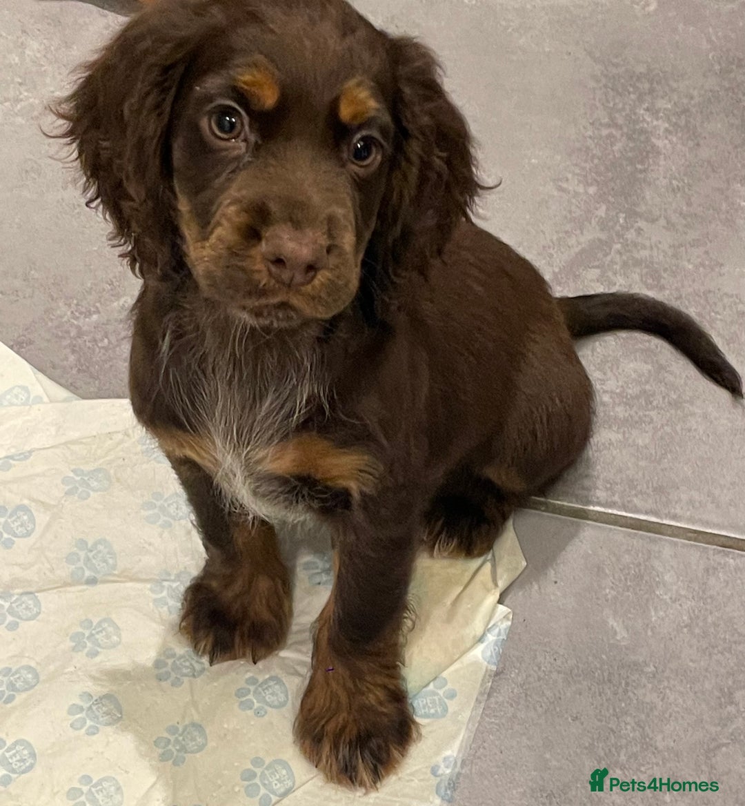 Cocker Spaniel dogs for sale: Working cocker spaniels puppies kc reg - Image 25