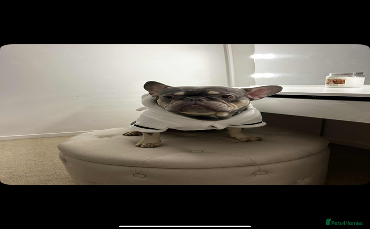 French Bulldog dogs - Advert 2
