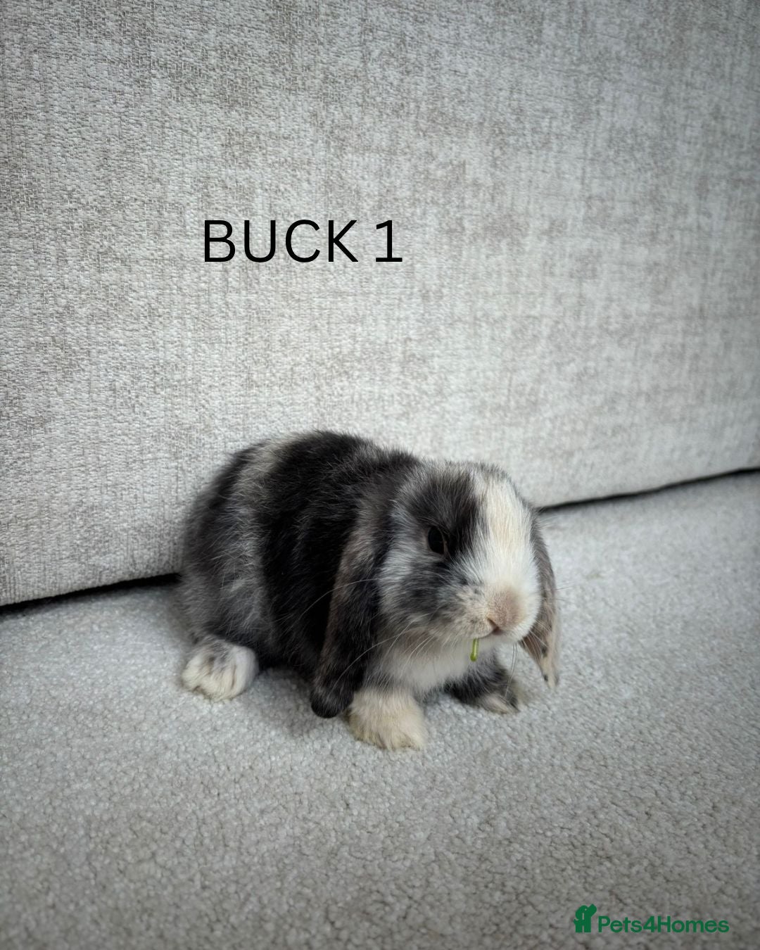 Mini Lop rabbits Mini lop rabbits for sale  - Advert 2