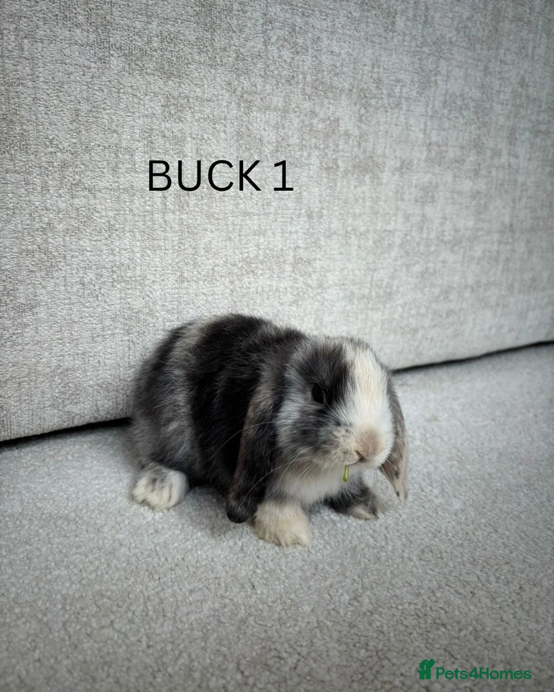 Mini Lop rabbits for sale: Mini lop rabbits for sale  in Winscombe - Advert 1