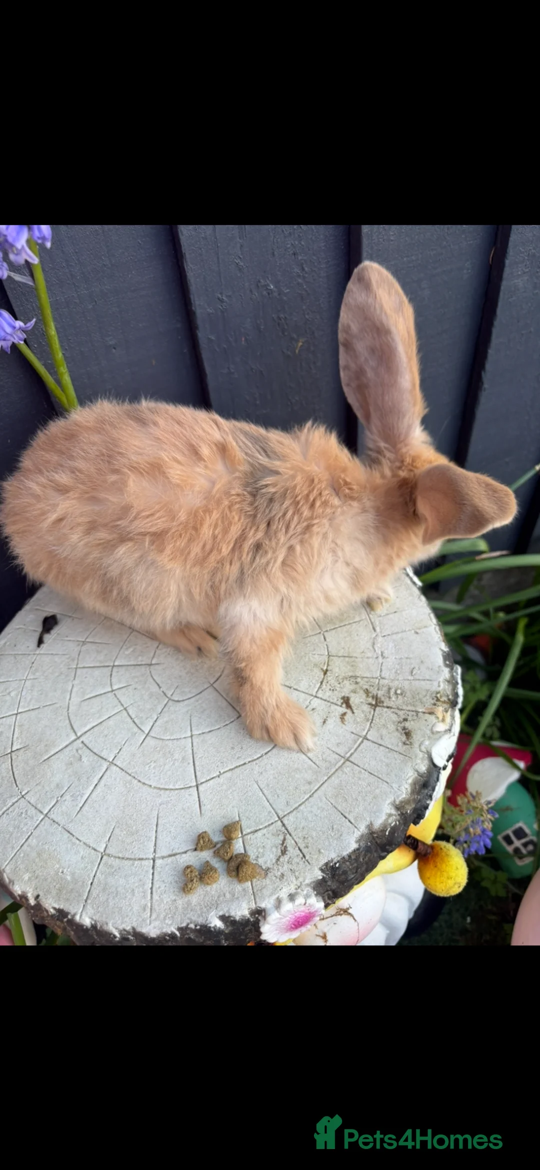 Continental Giant rabbits for sale: Lovely continental Giants baby rabbits  - Advert 2