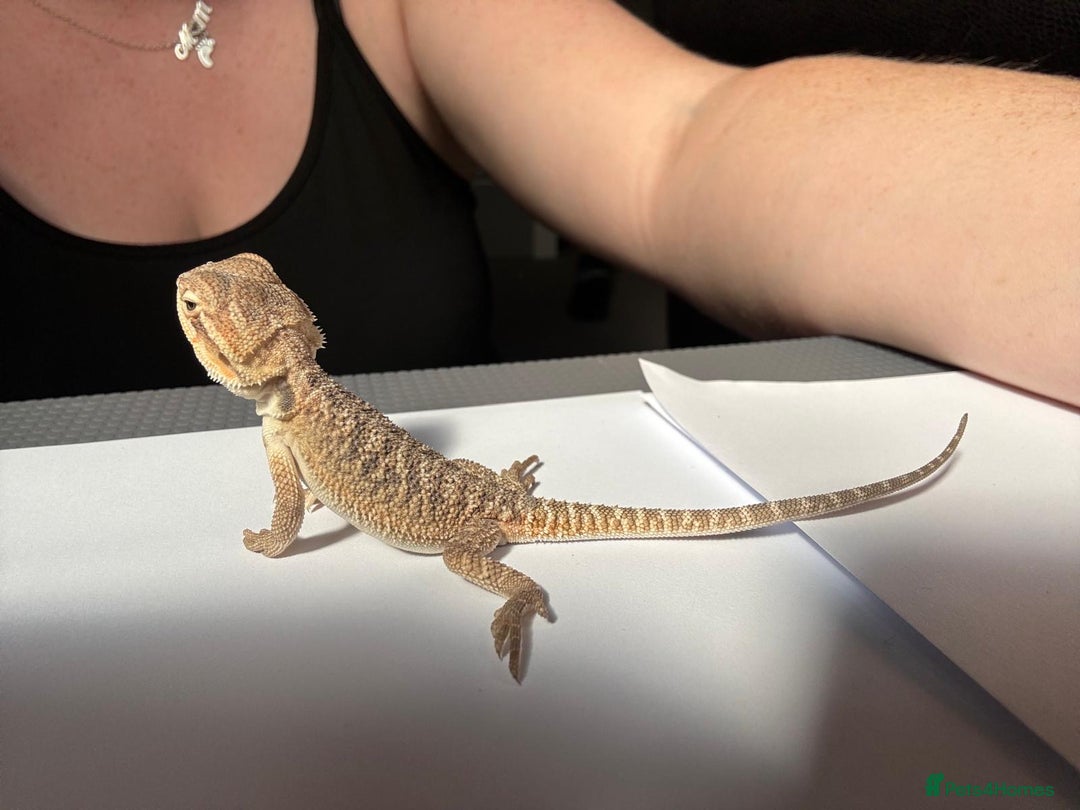 Bearded Dragon reptiles for sale: Baby beardies - Image 9