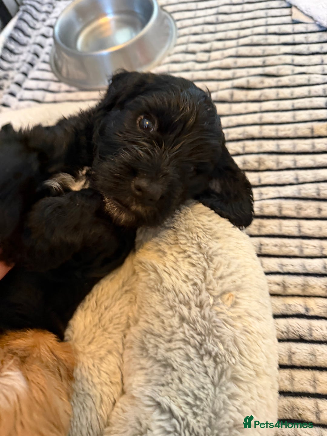 Cockapoo dogs for sale: 🐾💕 Exceptional F2 Cockapoo Puppies💕🐾 - Advert 13