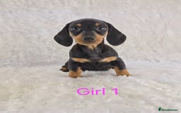 Miniature Dachshund dogs for sale: Beautiful Miniature Dachshund Puppies  - Image 21