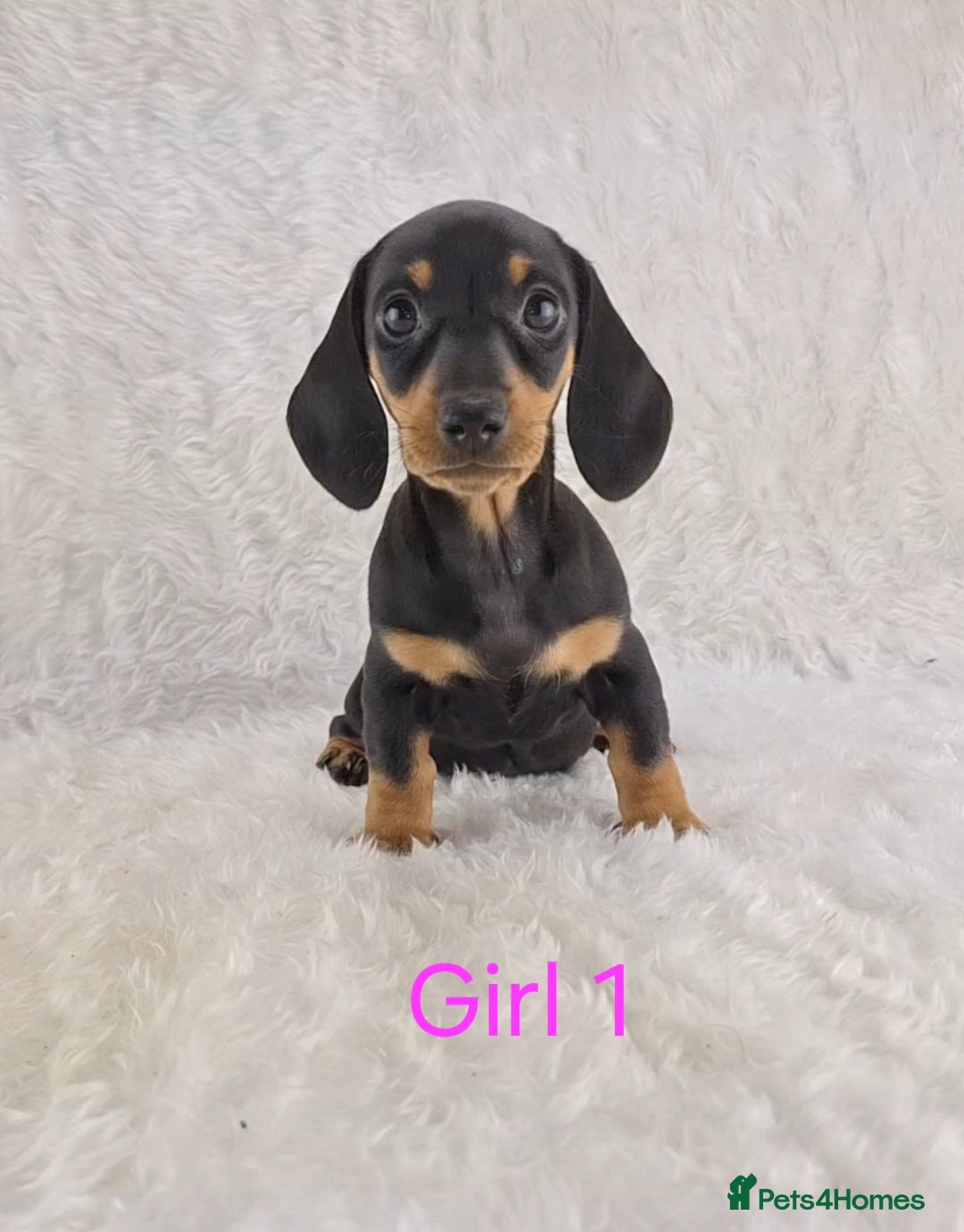 Miniature Dachshund dogs for sale: Beautiful Miniature Dachshund Puppies  - Image 21