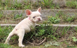French Bulldog dogs for sale: Stunning blue & lilac merle READY for new homes 🏡 - Image 4