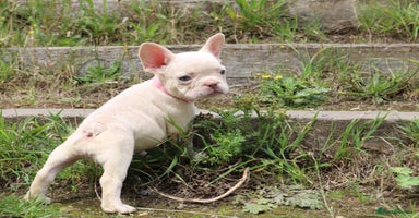 French Bulldog dogs - Advert 7