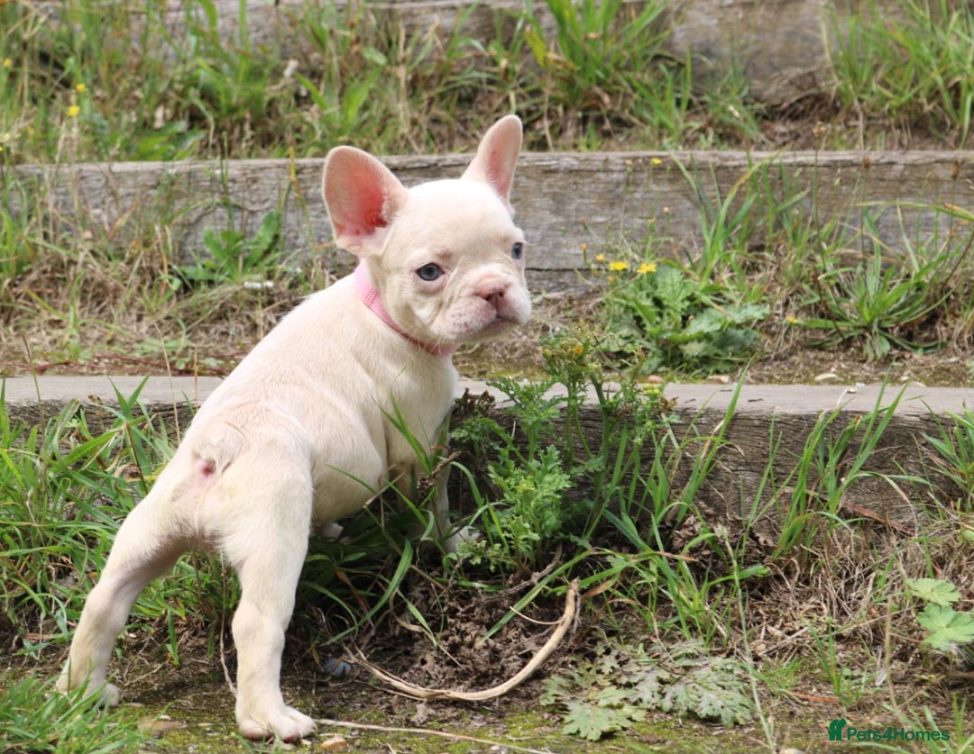 French Bulldog dogs for sale: Stunning blue & lilac merle READY for new homes 🏡 - Image 4