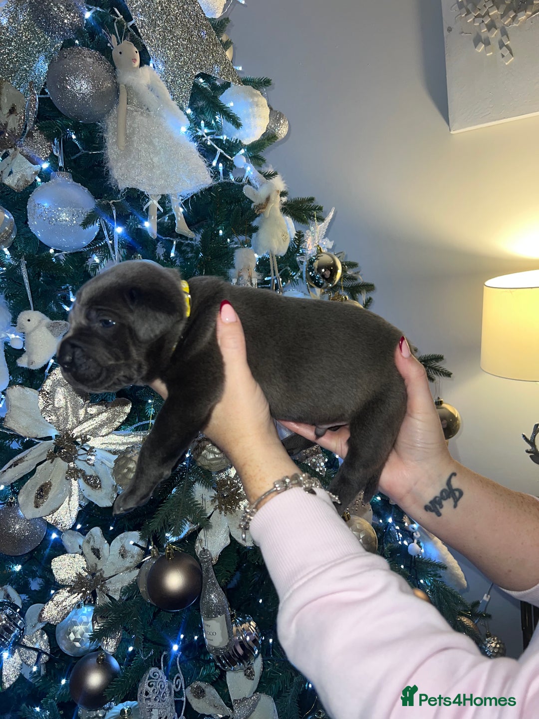 Cane Corso dogs for sale: Chunky cane corso boy pups - Advert 10