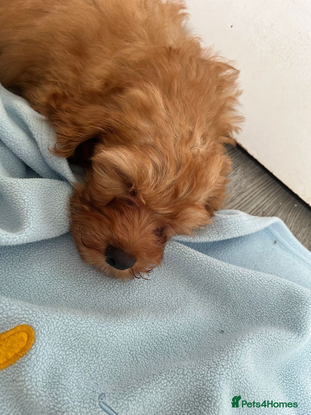 Cavapoo dogs for sale: Beautiful red F1 Cavapoo  - Image 2