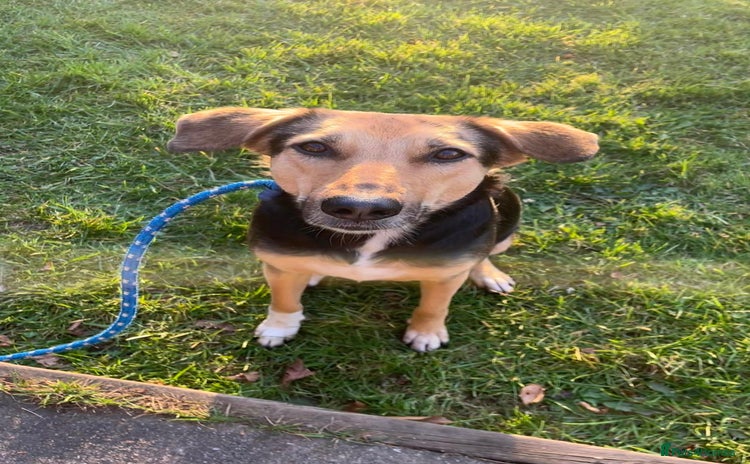 Mixed Breed dogs - Advert 3